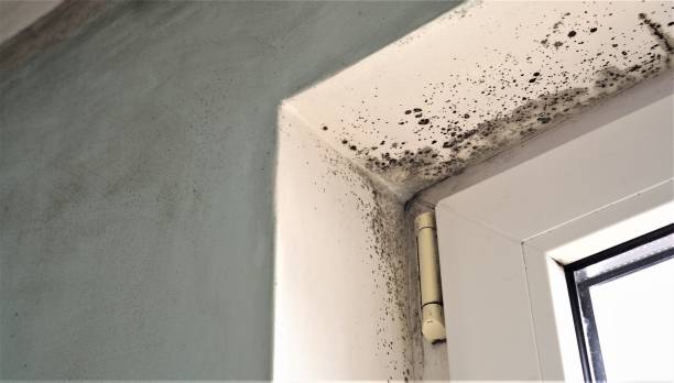 Best Residential Mold Inspection & Testing  in Pasadena Hills, FL