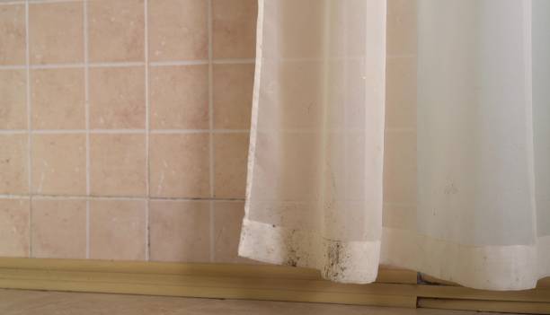 Best Black Mold Removal  in Pasadena Hills, FL