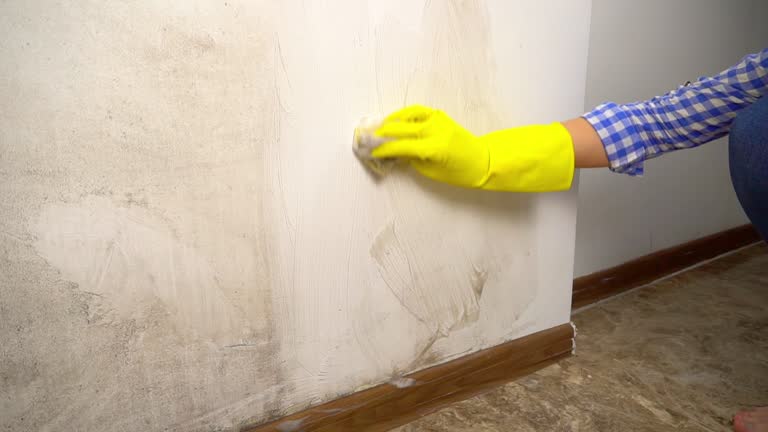 Mold Remediation for Rental Properties in Pasadena Hills, FL