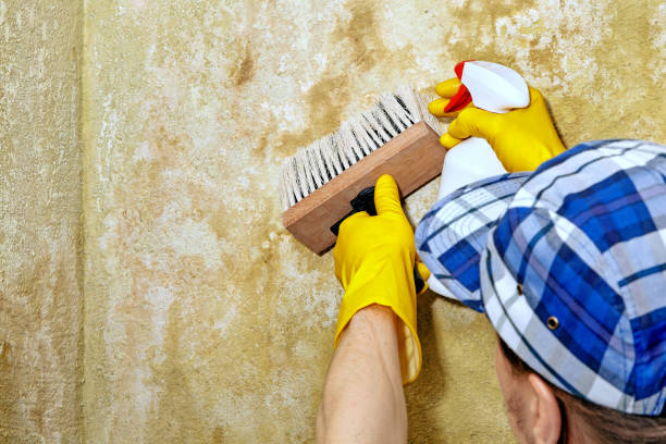 Best Mold Prevention Services  in Pasadena Hills, FL