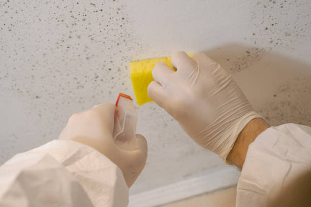 Best Forensic Mold Investigation  in Pasadena Hills, FL