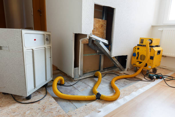 Best Basement Mold Removal  in Pasadena Hills, FL