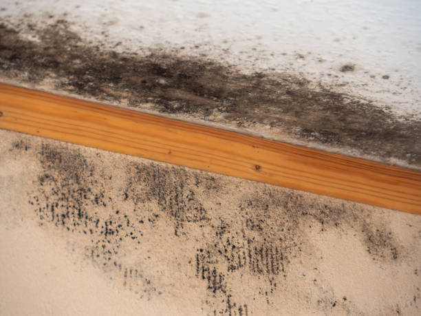 Best Airborne Mold Testing  in Pasadena Hills, FL