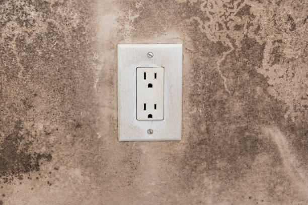 Best Mold Damage Restoration  in Pasadena Hills, FL