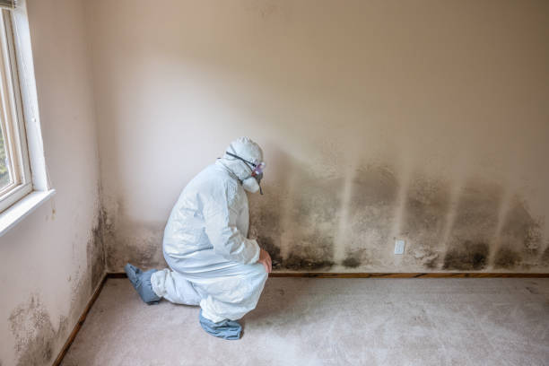 Best Mold Remediation for Rental Properties  in Pasadena Hills, FL