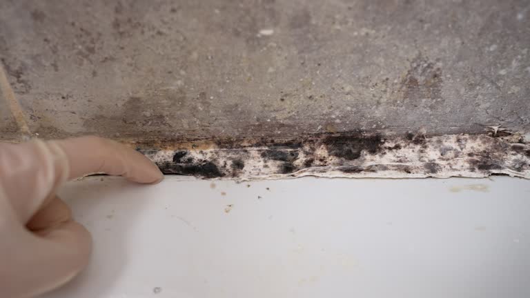 Best Commercial Mold Inspection  in Pasadena Hills, FL